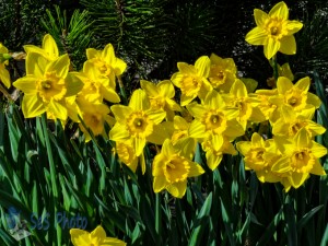 Daffodils Dancing