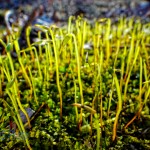 Moss Sporophytes