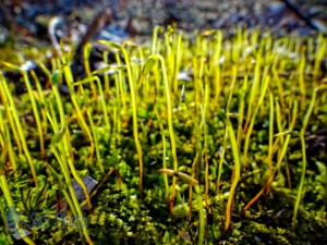 Moss Sporophytes