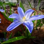 Snow Glories Could be Covered by Snow