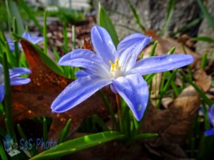 Snow Glories Could be Covered by Snow