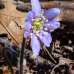 The First Wildflower of Spring