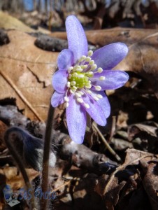 The First Wildflower of Spring