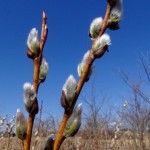 Pussy Willow