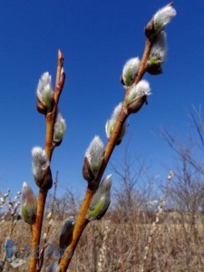 Pussy Willow