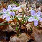 The Pink of the Spring Beauty