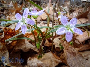 The Pink of the Spring Beauty