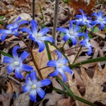 The 'Wild' Glory-of-the-Snow