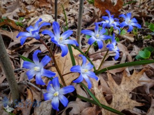 The 'Wild' Glory-of-the-Snow