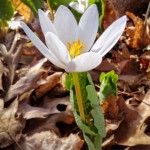 White Blossom of the Bloodroot