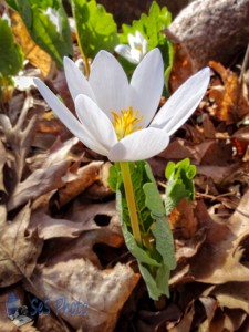 White Blossom of the Bloodroot