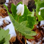 Camouflaged Blossom