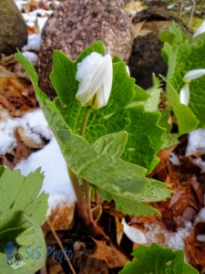 Camouflaged Blossom