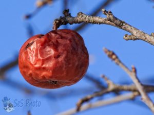 Frozen on the Tree