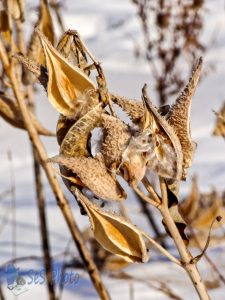 January Milkweeds