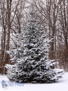 Snow Decorated Tree