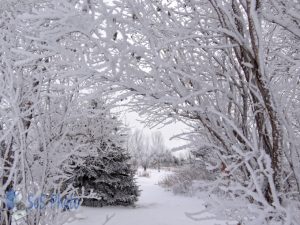 A Frosty View