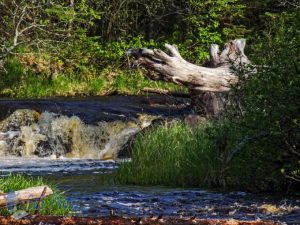 River Driftwood