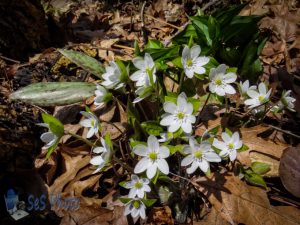 White Hepatica