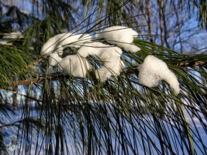 Snow on Pine Needles