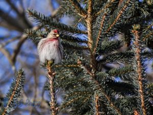 Common Redpoll