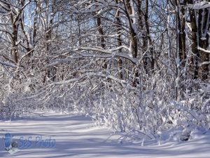 New Snow Cover