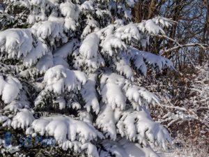 Limbs with Heavy Snow