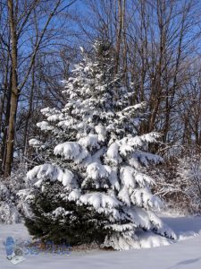 Snow Melting Off