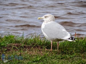 Sea Gull on a Warmer Day