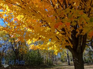 Autumn Maple Tree