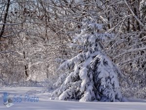 More Pretty Snow