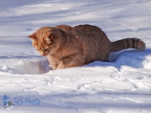 A Mouse Hunting Kitty