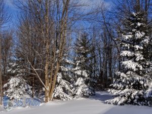 White Trees