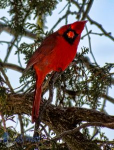 Lonely Cardinal