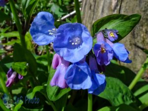 Blue from Virginia Bluebells