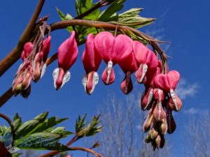 Bright Bleeding Hearts