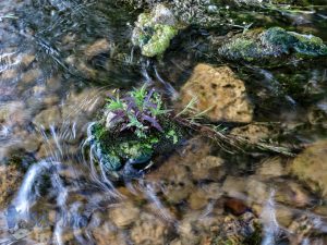 Gentle Flowing Creek