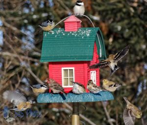 Counting Birds