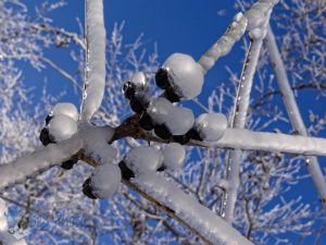 Icy Berries