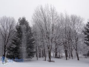 Frost Falling