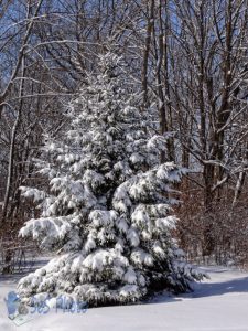 Weary of Winter