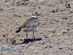 Killdeer Blending In