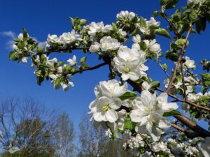 White Apple Blossoms