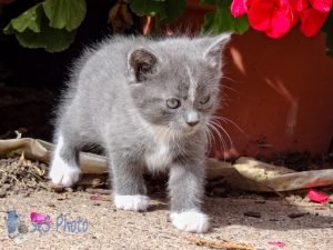 White Kitten Toes