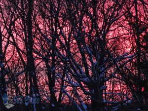 Pink at Sunset