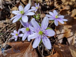 Wildflowers Still Missing