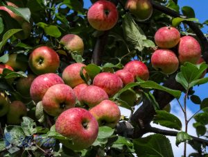 Long Wait for Apples