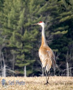 Sandhill Crane