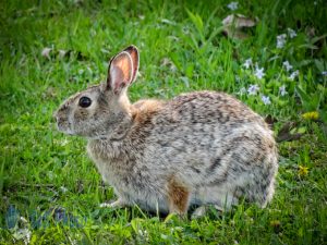 Springtime Bunny