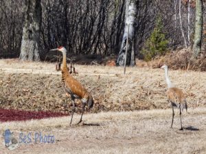 Sandhill Crane Walk